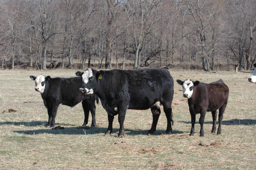 How to manage your heifers Part III