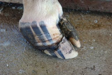 Diagnosing, Treating Hoof Cracks In Cattle