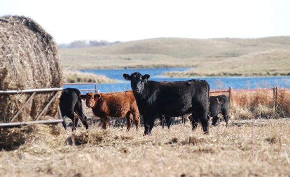 Cull 1 million stable flies with just a little feeding site clean-up