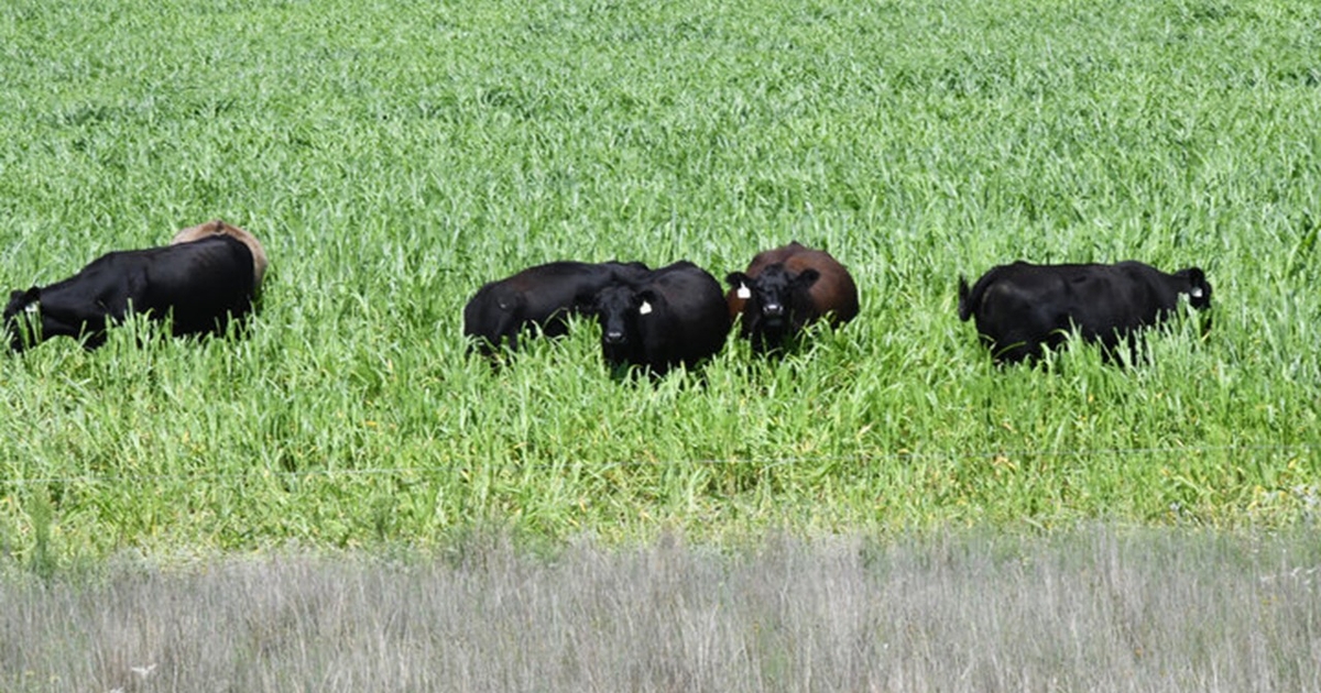Managing annual forages after frost