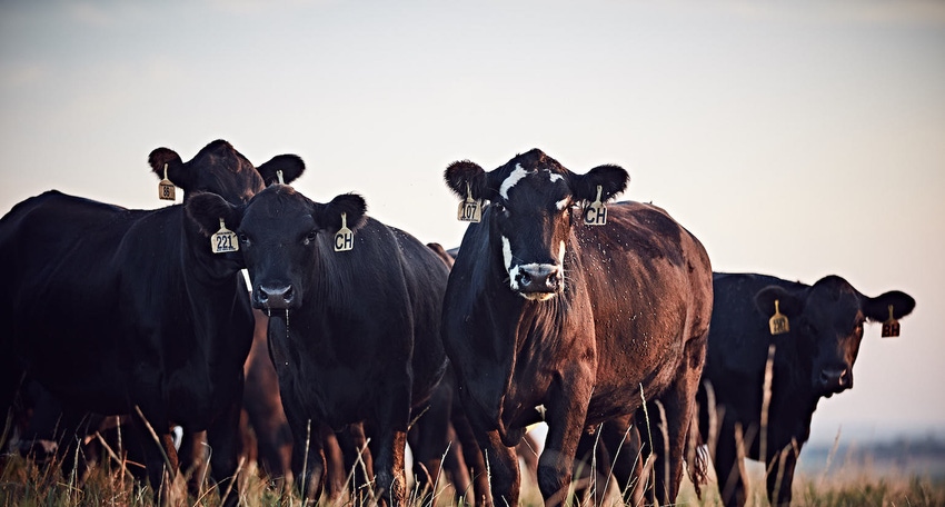 Make the most of your cattle deworming program