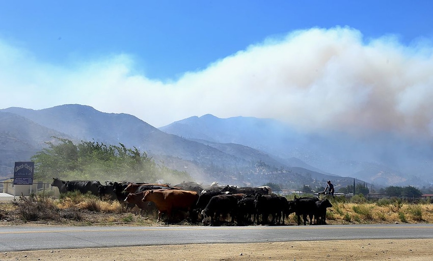 11-09-20 cattle and wildfire.jpg 11-09-20 cattle and wildfire.jpg