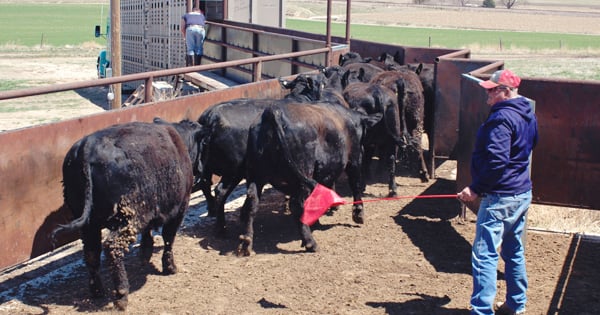 5 ways beef producers have upped the cattle handling game