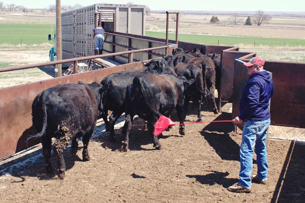 5 ways we are getting better at cattle handling