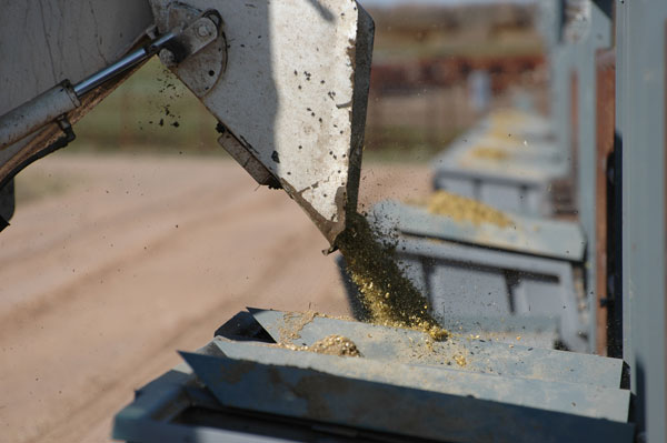 OSU Provides Tips On Surviving High Cattle Feed Costs