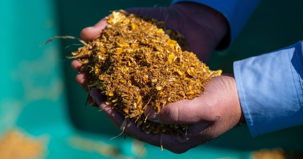 Calf Ration Answering the cattle nutrition protein question