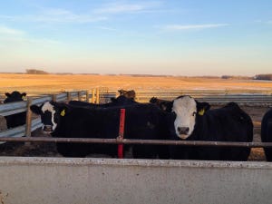 feedlot cattle south dakota.jpg