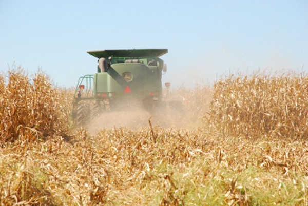 Corn yield projected lower