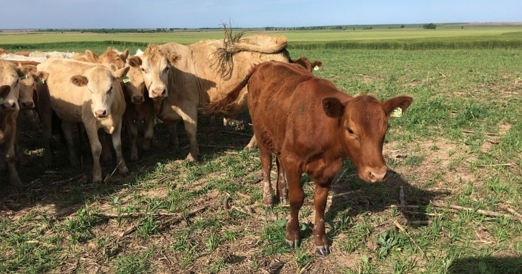 Grazing cover crops benefits soil health in dryland systems