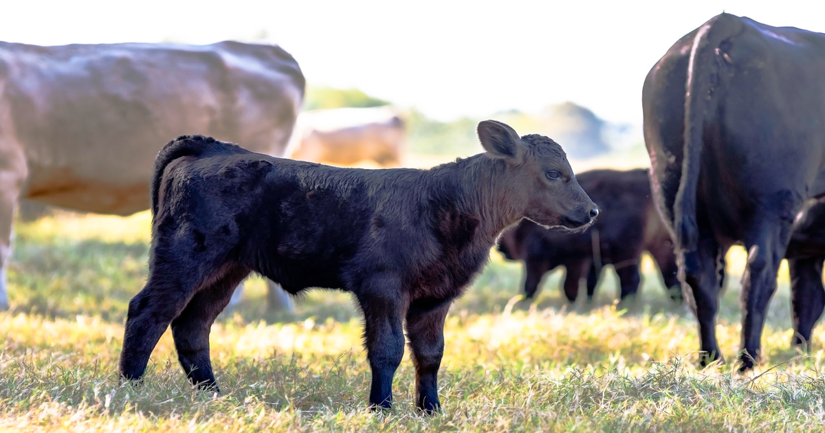 Cattle market complexities: South Florida