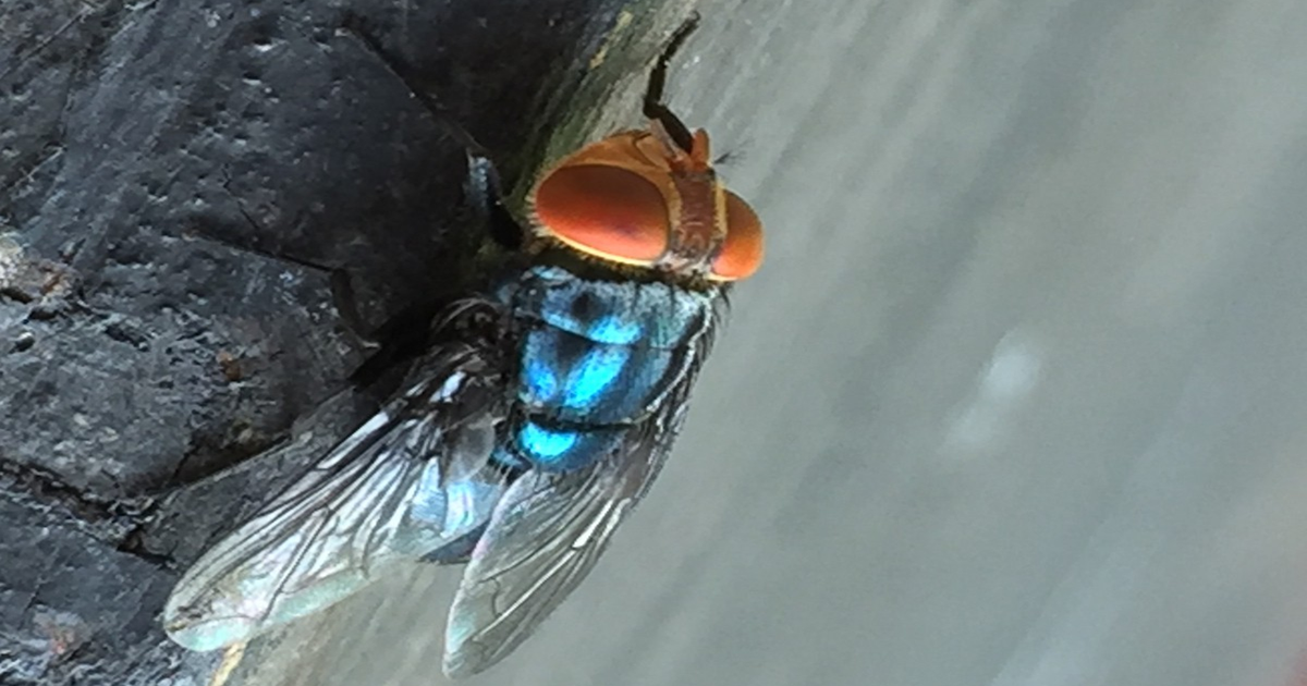 USDA shares screwworm response playbook