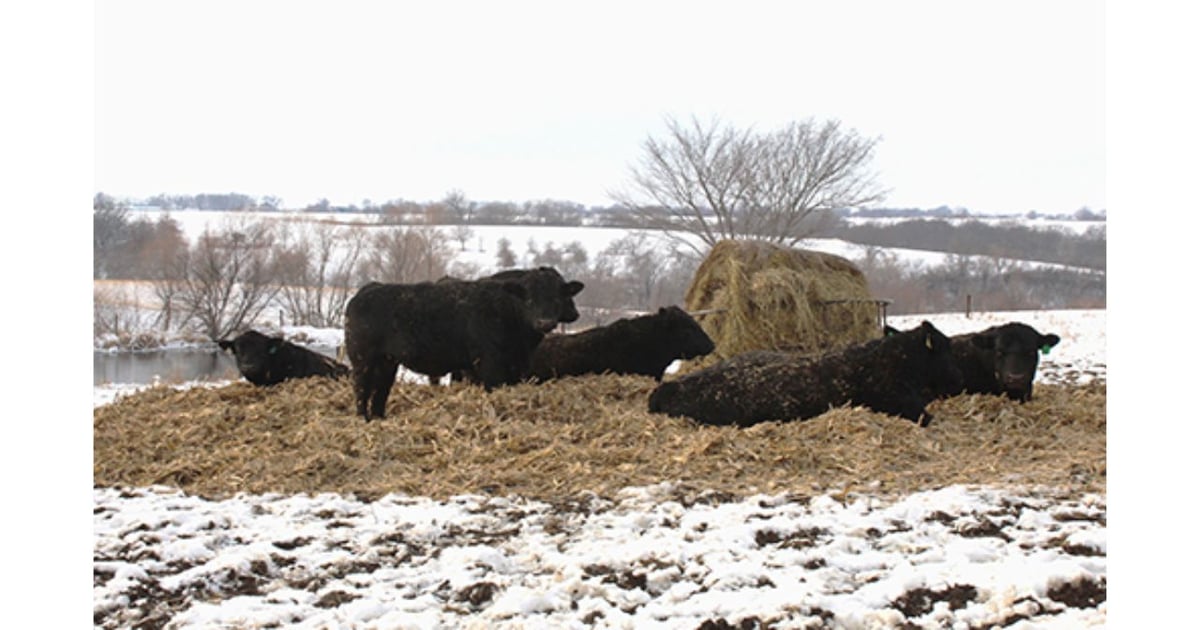 Winter bull care prevents breeding issues