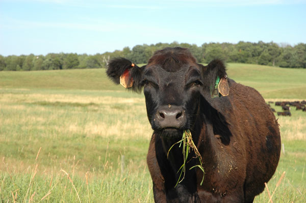 Fertilizing Cattle Pastures In The Spring