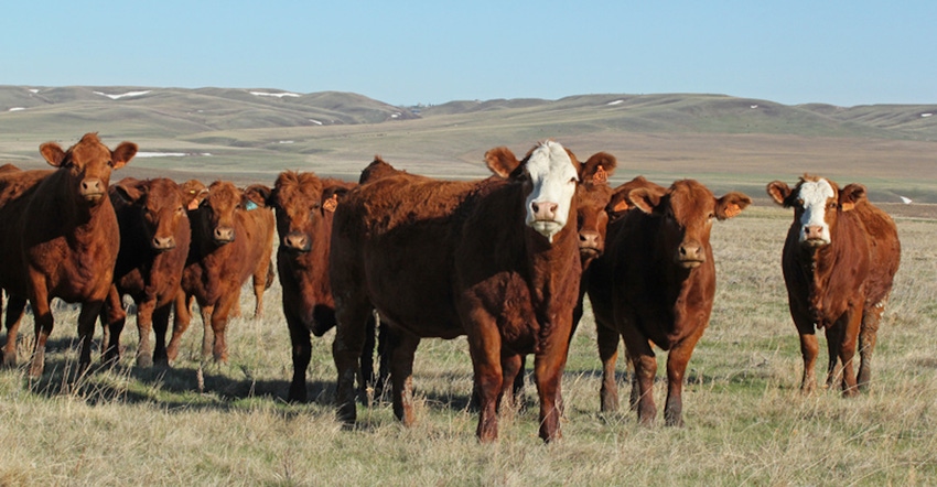 Is blackleg a threat lurking on your beef cattle operation? Is blackleg a threat lurking on your beef cattle operation?