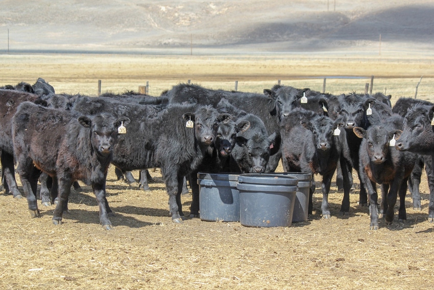 4-06-22 Walz-Calves-Mineral-IMG_6972_0.jpg 4-06-22 Walz-Calves-Mineral-IMG_6972_0.jpg
