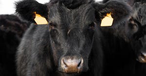 close up of young black angus cattle