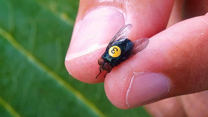 CBP supports federal response to New World screwworm threat