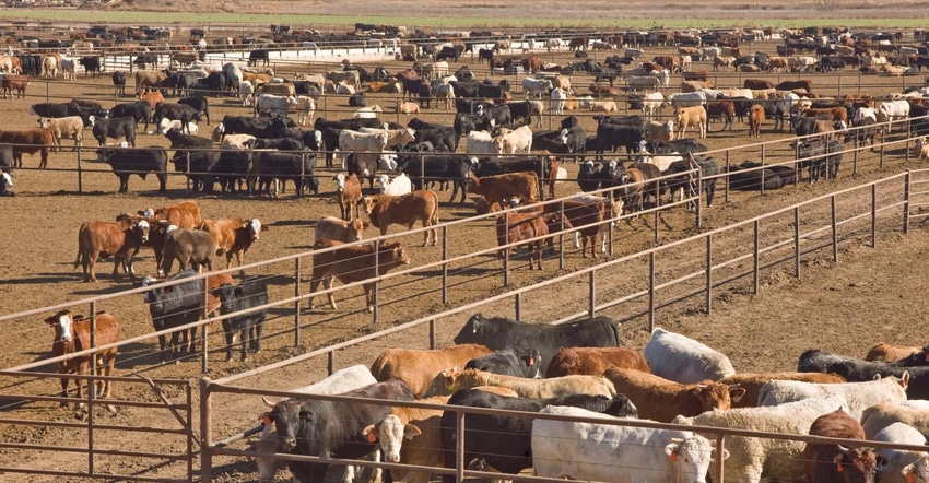 7-14-21 Cattle feedlot - DaveHughesIstockImages174683887.jpg