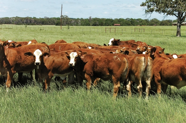 Bos Indicus Cross Boasts Carcass Quality Bos Indicus Cross Boasts Carcass Quality