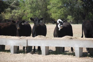 2013 Setting Up For Higher Cattle Prices