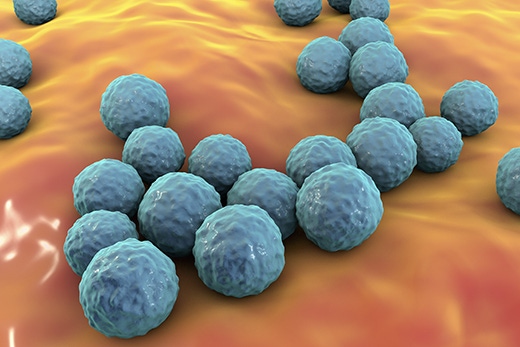 enterococcus-faecium-sm.jpg