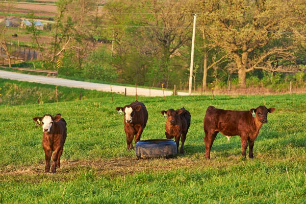 Part 1 of 2: Industry-leading Vaccine Combo Protects Calves