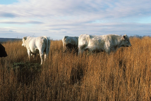 Relationships are key to getting the most for your bull-buying dollar