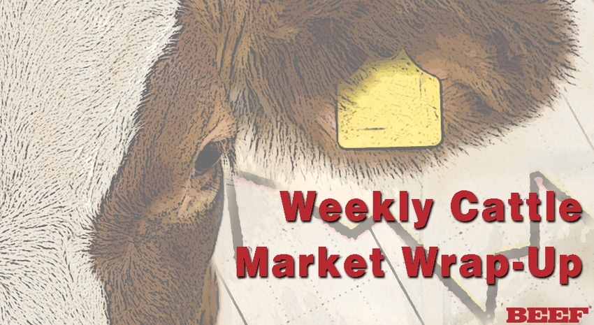 Weekly Cattle Market Wrap Up | Midweek auctions decline