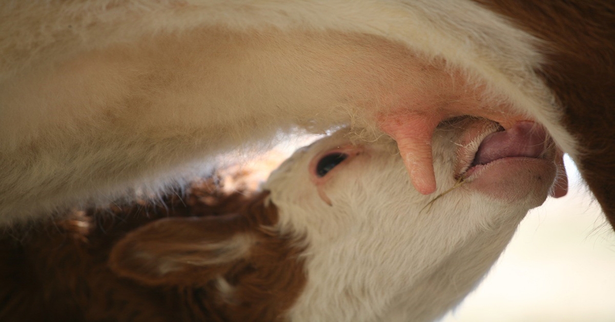 Beef, dairy producers invited to Purdue Calving Academy