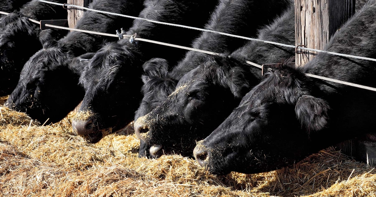 Global beef trade patterns will continue to shift
