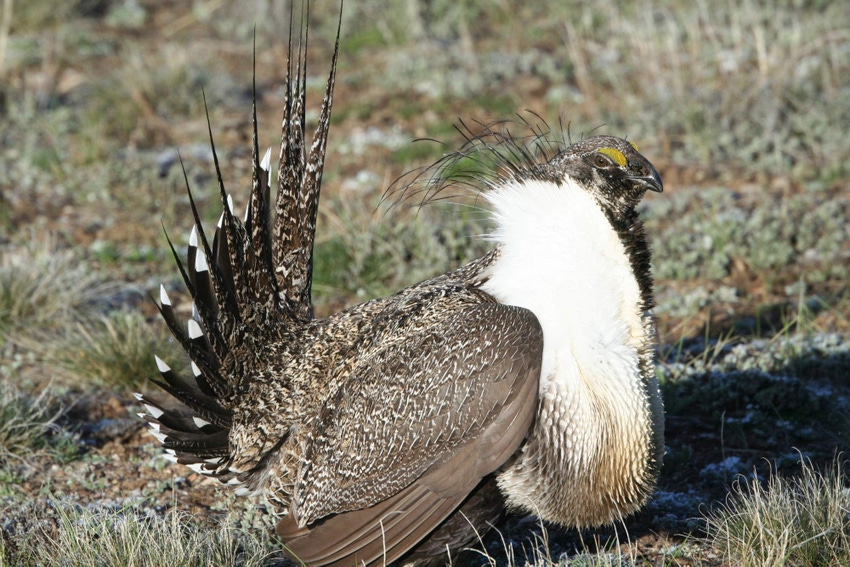 Sage grouse review stirs controversy