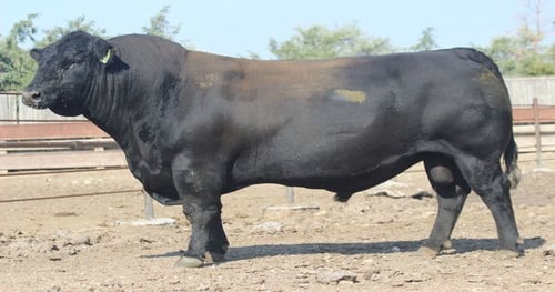 How’s the fall bull sale season shaping up? Part 2 | Beef Magazine