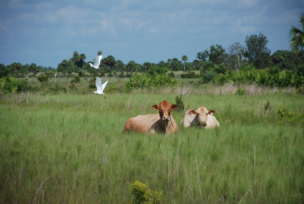 Can ranching be sustainable without profits? Burke Teichert says no Can ranching be sustainable without profits? Burke Teichert says no