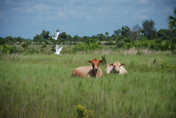 Can ranching be sustainable without profits? Burke Teichert says no