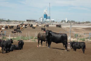Fed Cattle Prices Record-High Again