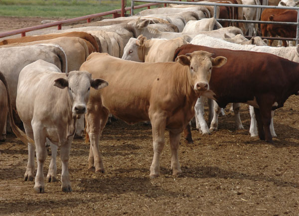 Yearling cattle