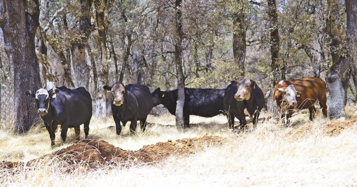 Ability to deliver seaweed additive to grazing cattle studied