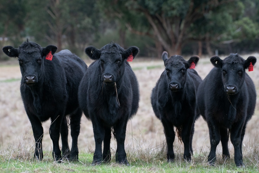 black-angus-g397a088e7_1920.jpg black-angus-g397a088e7_1920.jpg