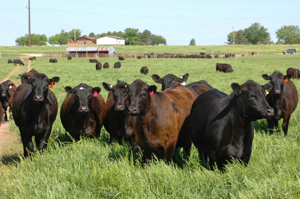U.S. Beef Herd Is Mostly Black But Changing Slightly