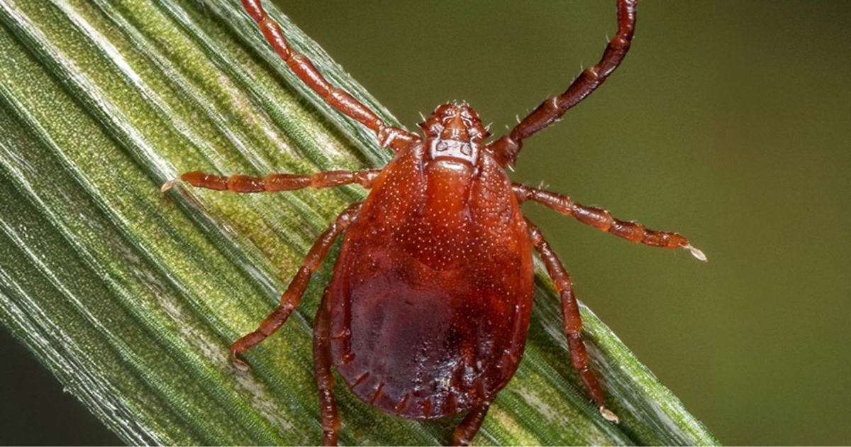 New tick found in Kansas, but K-State leads familiar fight