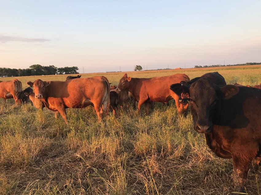 7 questions to answer for improved grazing