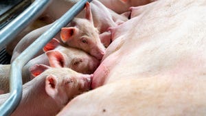 Piglets and sow in gestation stall