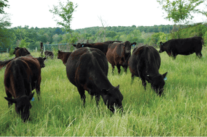 Amp up the energy to enhance winter grazing and grass-fed beef production