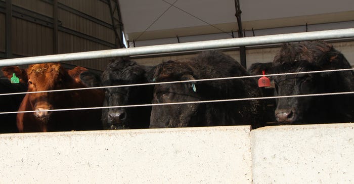 cows at feedlot cows at feedlot