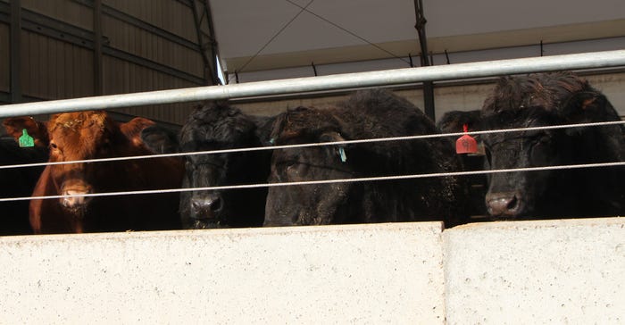 cows at feedlot