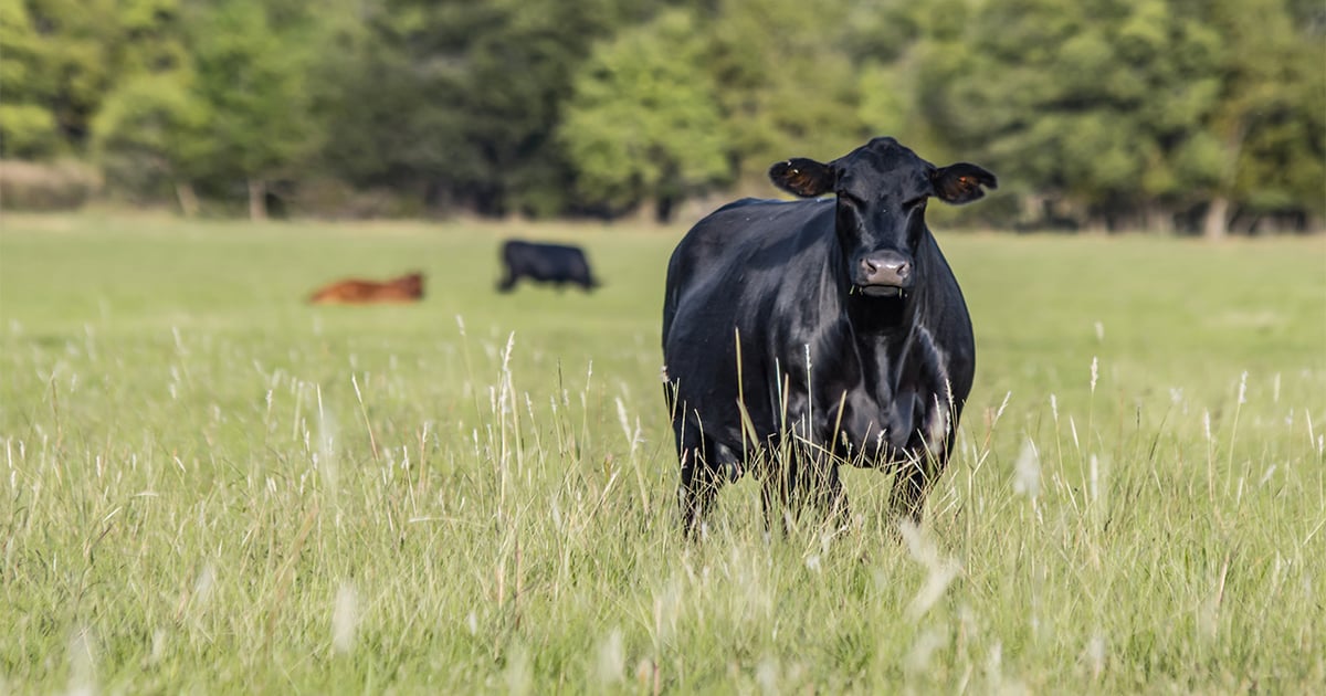 Positive outlook for cattle business