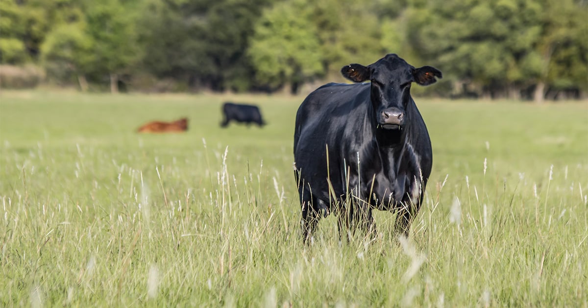 Positive outlook for cattle business