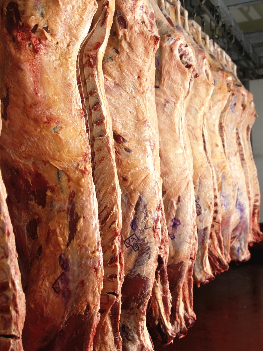 Cattle producers bring South Dakota packing plant back online Cattle producers bring South Dakota packing plant back online
