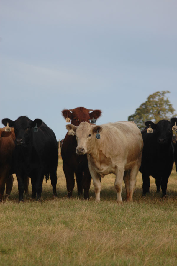 How to get the best cattle gain on forage How to get the best cattle gain on forage