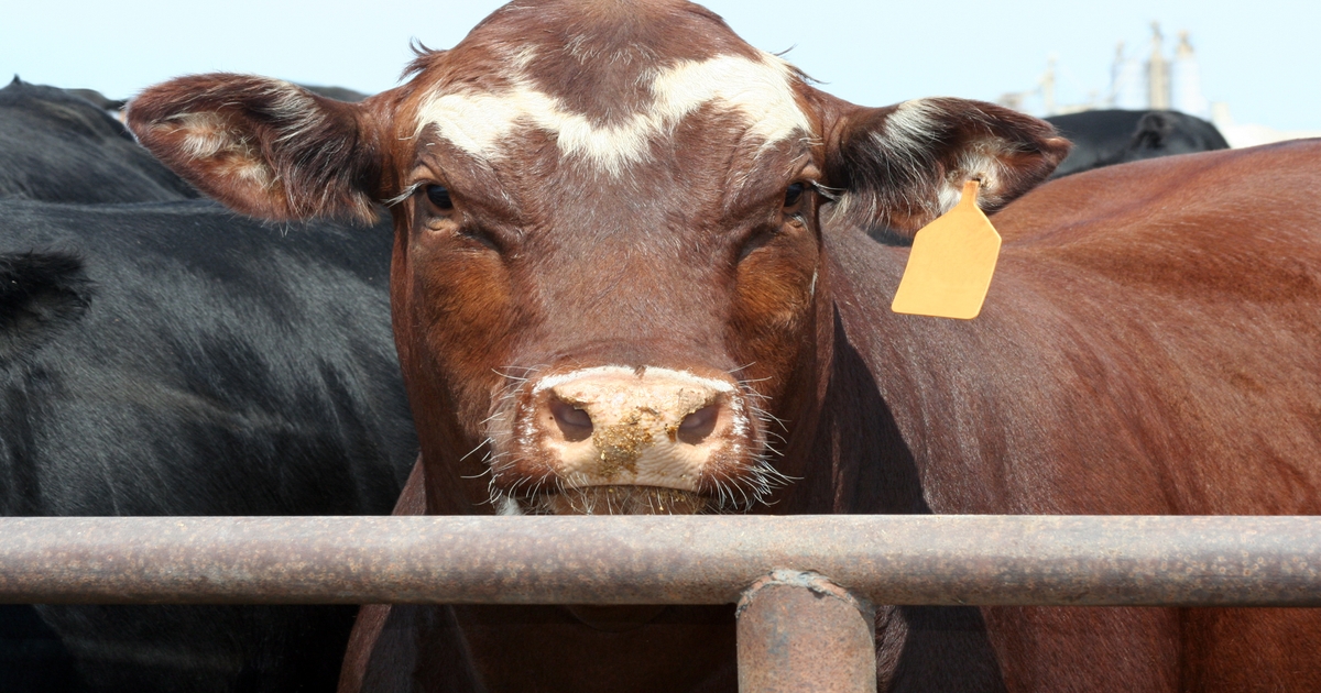 Live cattle prices headed higher